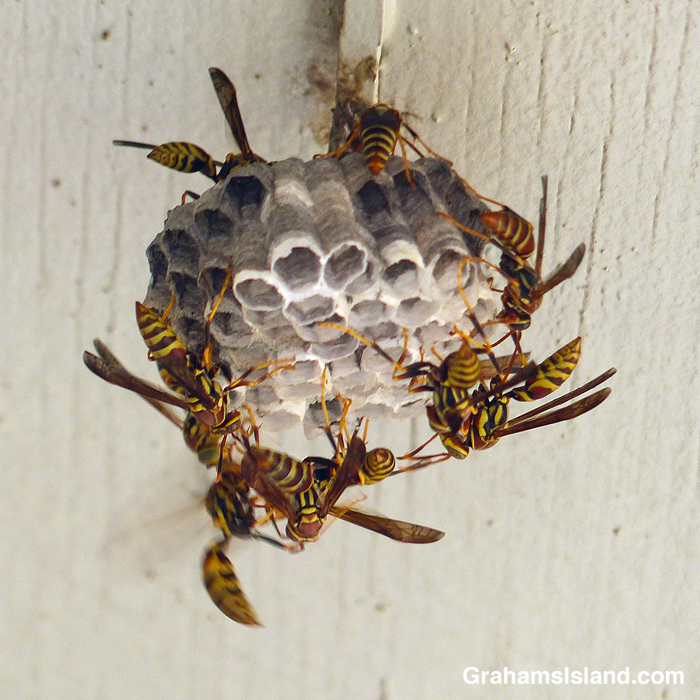 Wasps building a nest