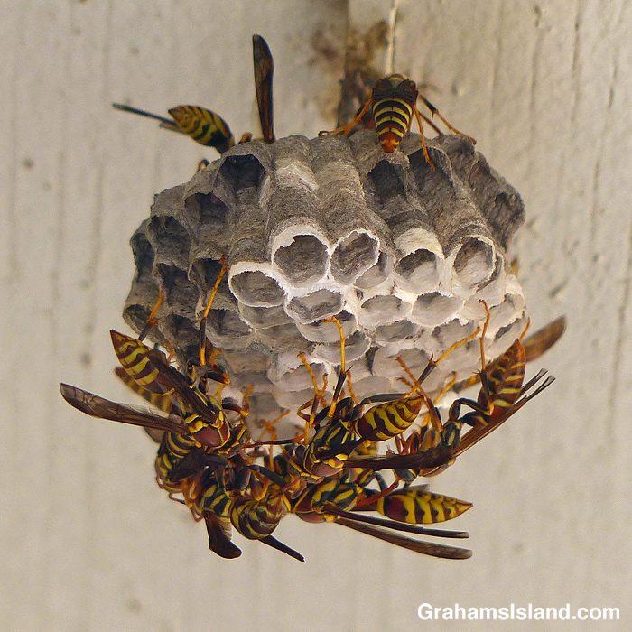 Wasps building a nest