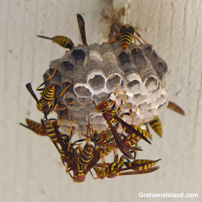 Wasps building a nest