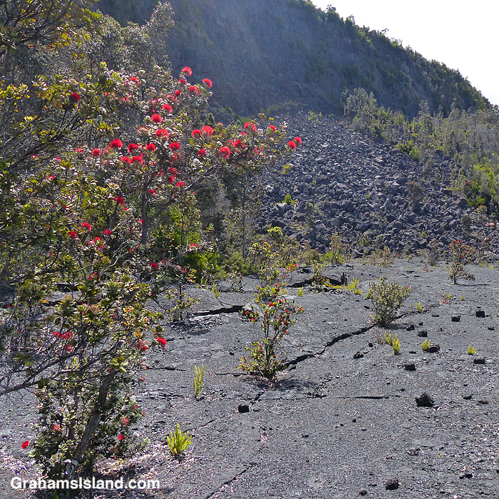 Ohia trees growing in the lava
