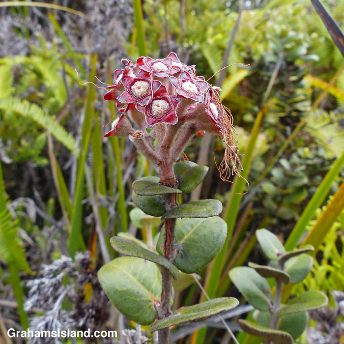 Ohia seeds develop as the plant dries out,