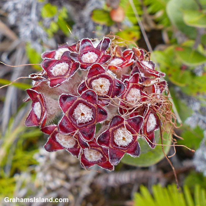 Ohia seeds develop as the plant dries out,