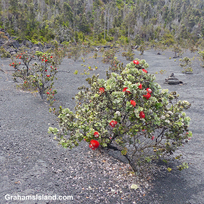 Ohia trees growing in the lava