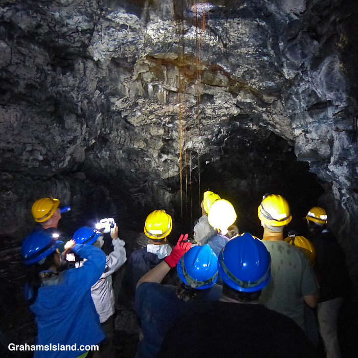 Ohia roots growing down into a lava tube