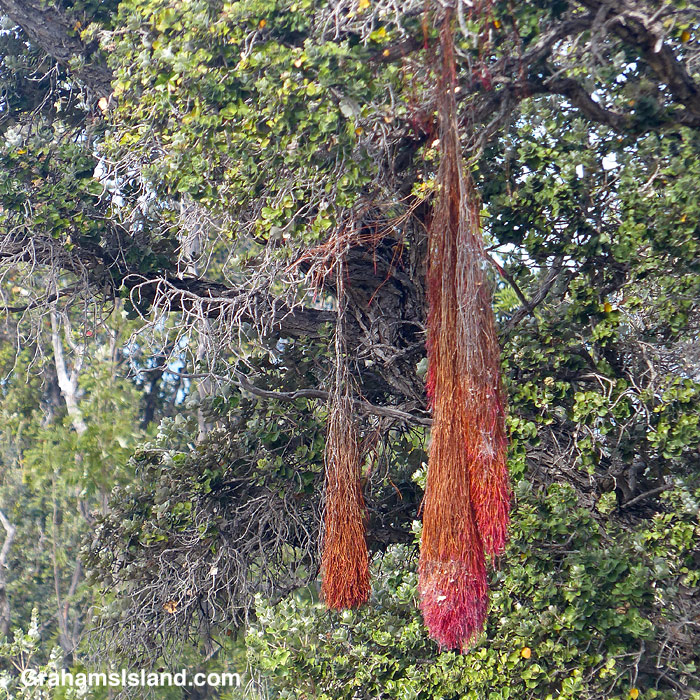 Ohia roots growing aerially