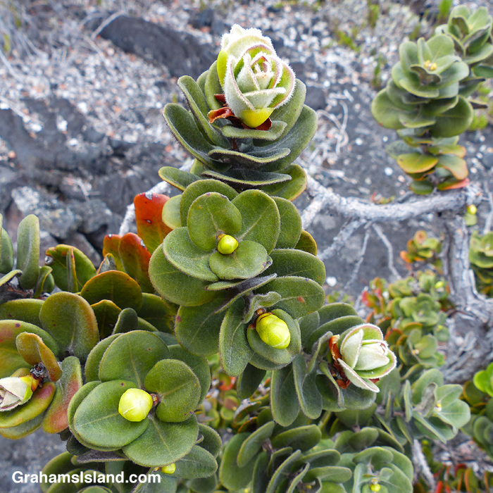 Ohia flower buds