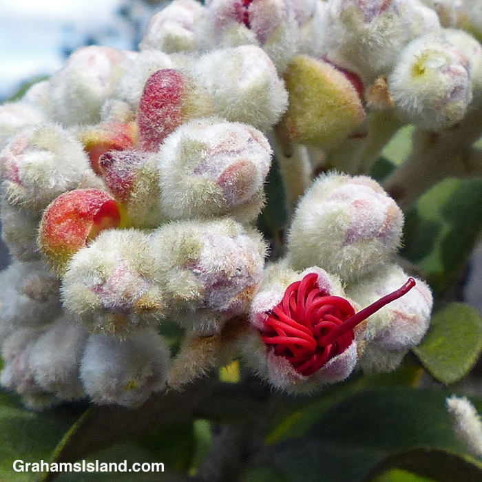 Ohia flower buds begin to reveal the flower within.