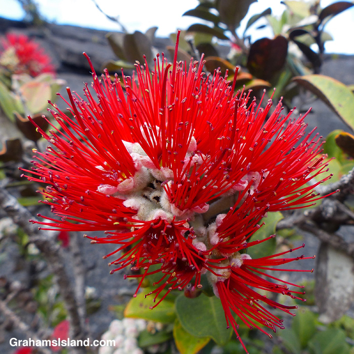 An ohia flower