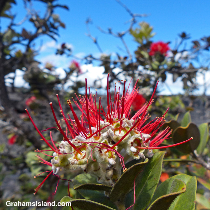 An ohia flower after pollination