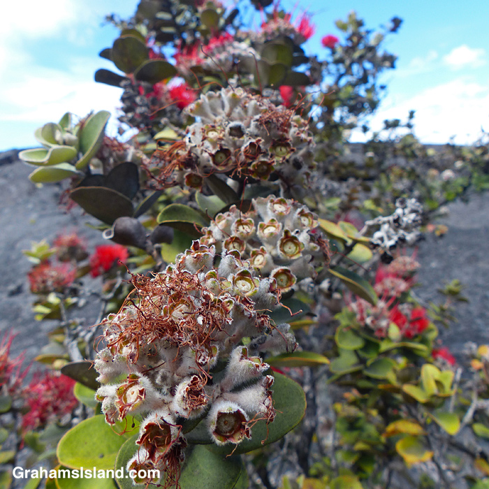 Ohia flowers after pollination