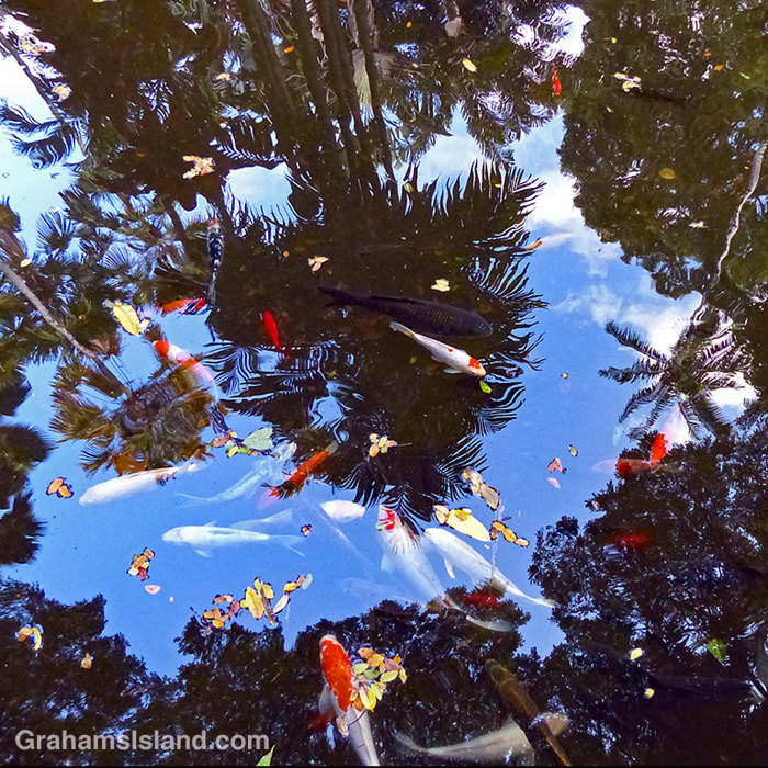 Koi in Lily Lake at Hawaii Tropical Bioreserve and Garden