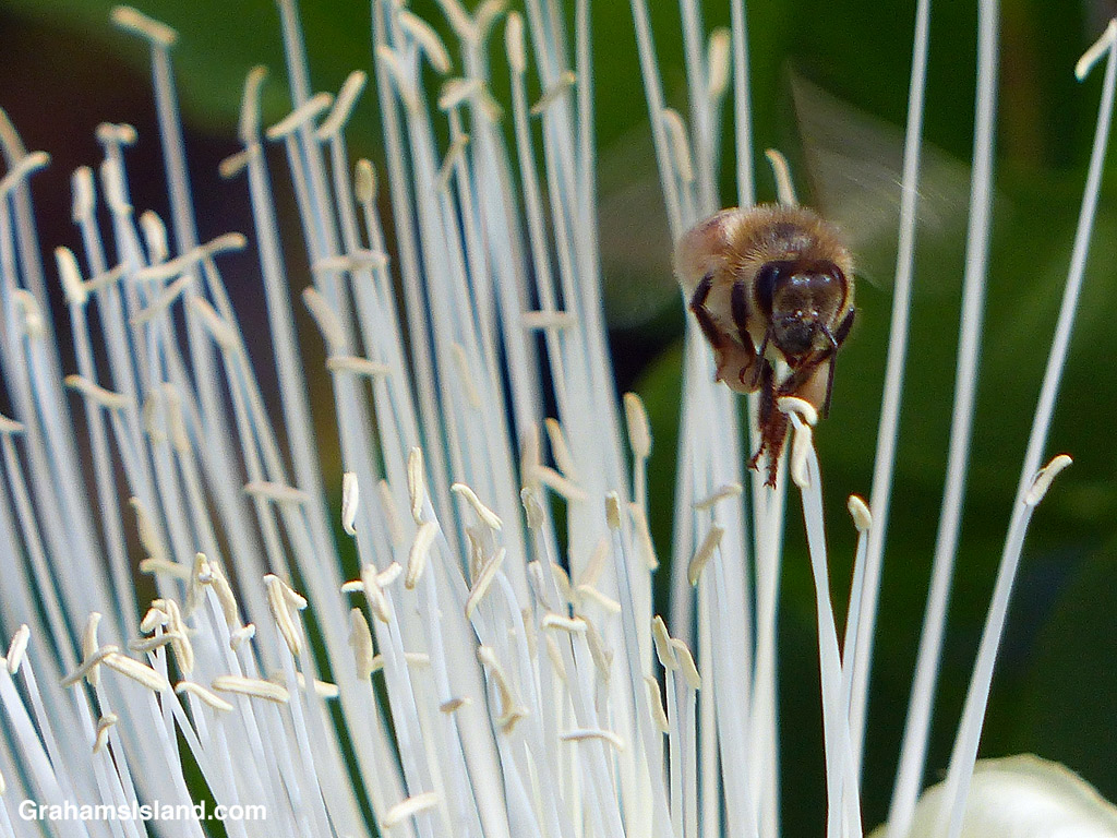 A Bee on a Maiapilo flower