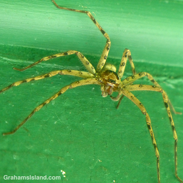 A cane spider in Hawaii