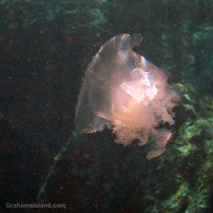 A crowned jellyfish in the waters off Hawaii