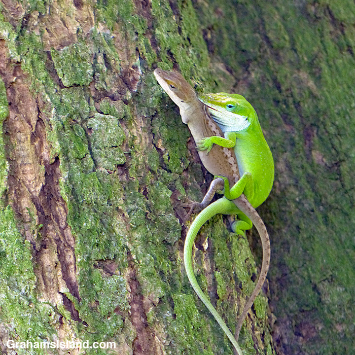 Green anoles mating on a mango tree trunk
