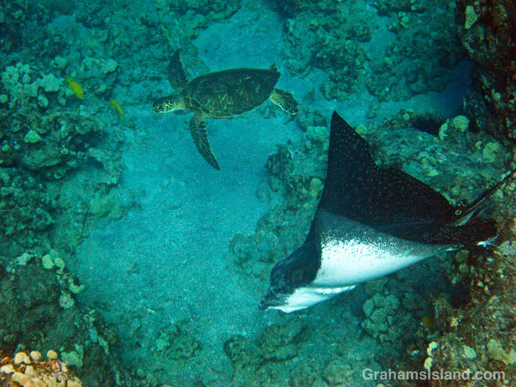 A Green turtle and spotted Eagle Ray in the waters off Hawaii