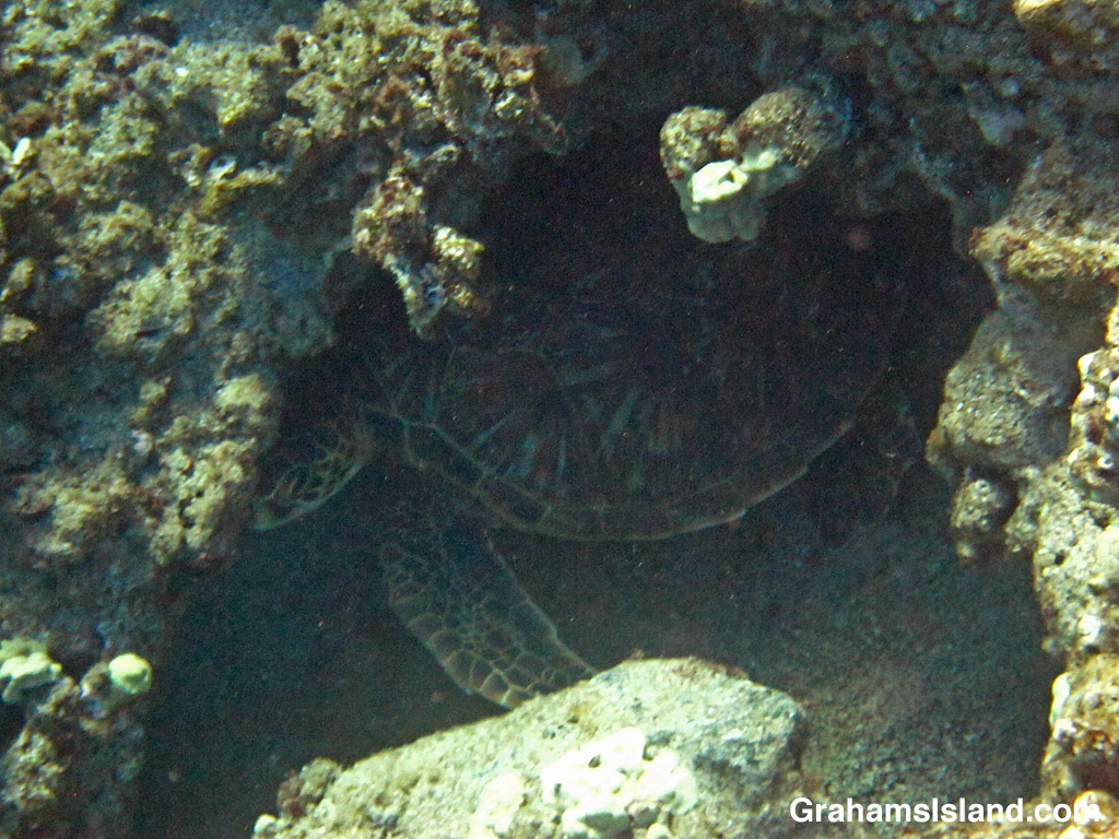 A Green turtle resting in a hole in the waters off Hawaii