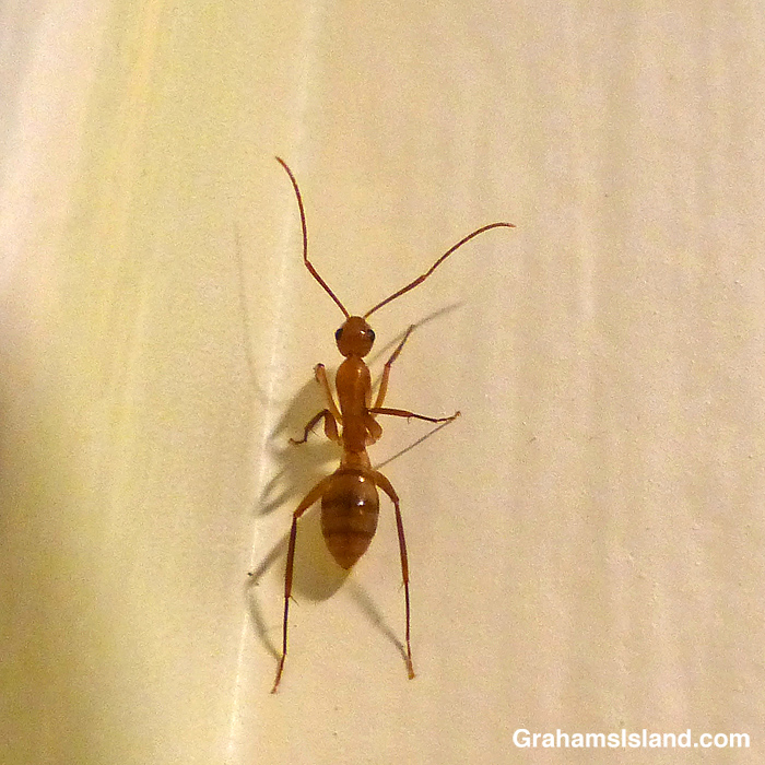 A Hawaiian carpenter ant (Camponotus variegatus)