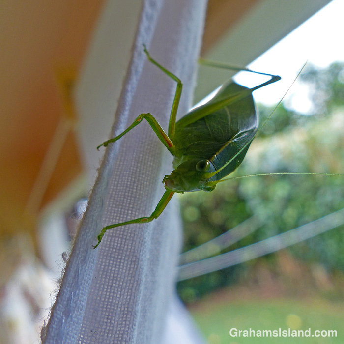 A katydid on a piece of laundry