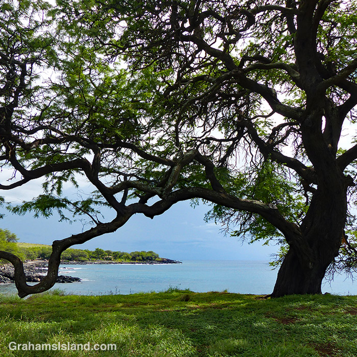 A tree on the Kohala Coast, Hawaii