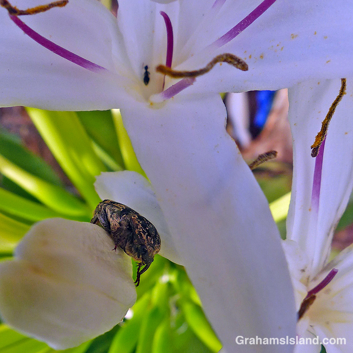 A Mango flower beetle on a spider lily