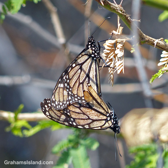 Monarch butterflies mating on a kiawe tree