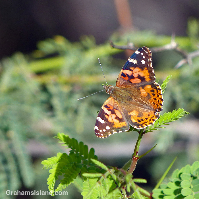 A painted lady butterfly on a kiawe tree