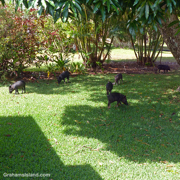 Six little pigs forage for mangoes