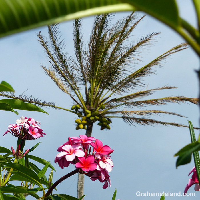 Plumerias and a coconut palm