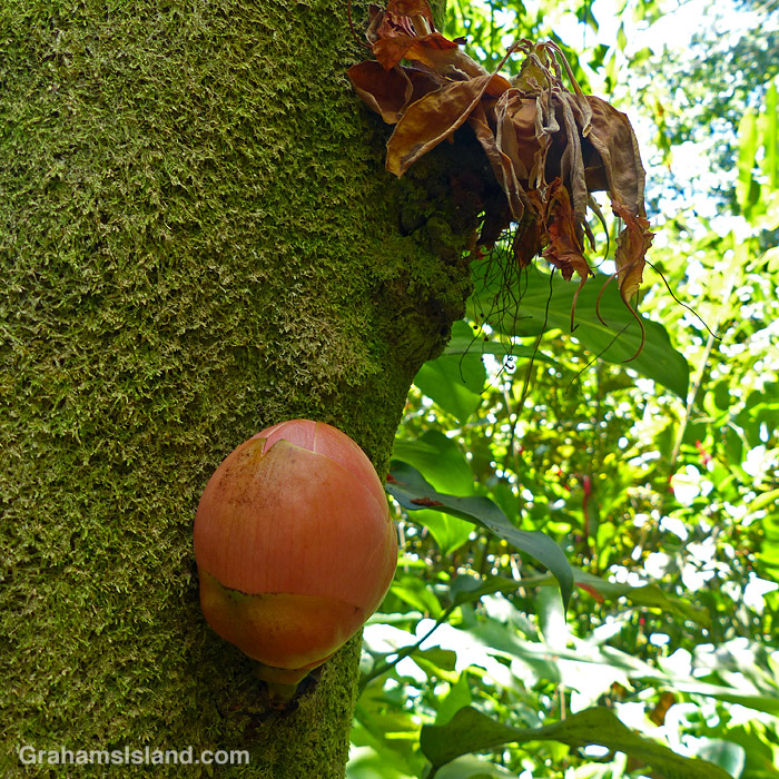 A Powder Puff Tree bud and spent flower