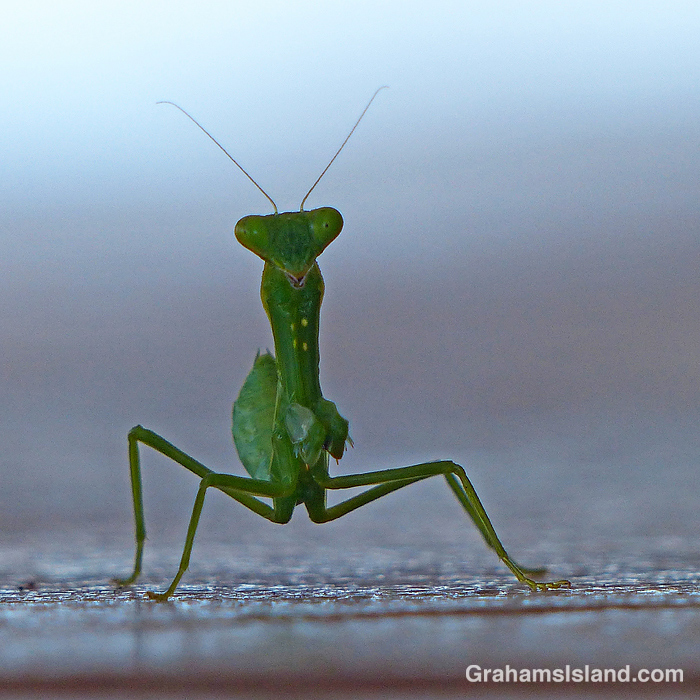 A juvenile praying mantis at eye level