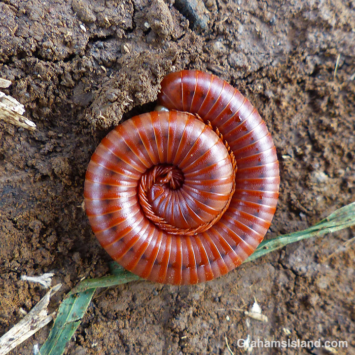 A rusty millipede curled up