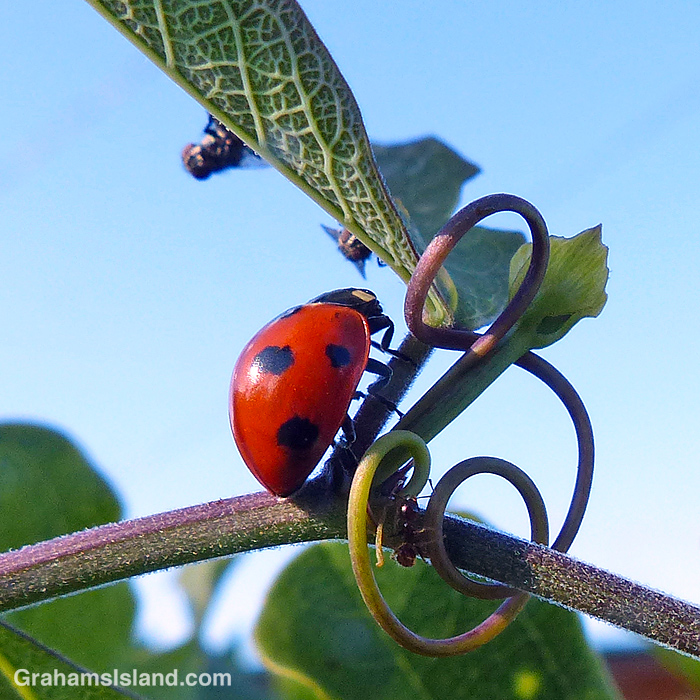 A Seven-spotted Lady beetle being watched by flies