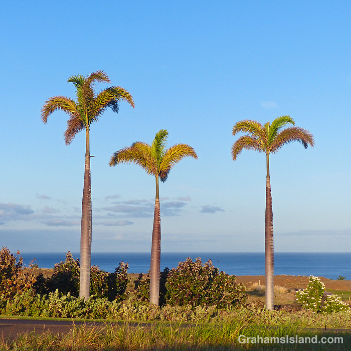 Three palm trees in Hawaii