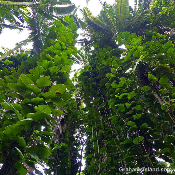 Tropical foliage at Hawaii Tropical Bioreserve and Garden