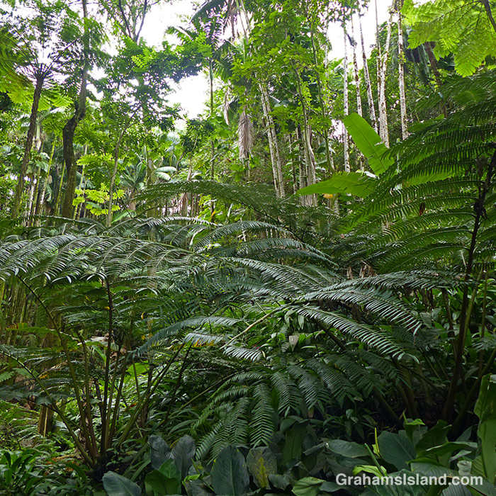 Tropical foliage at Hawaii Tropical Bioreserve and Garden