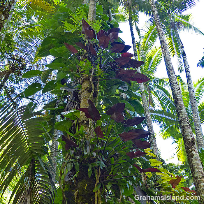 Tropical foliage at Hawaii Tropical Bioreserve and Garden