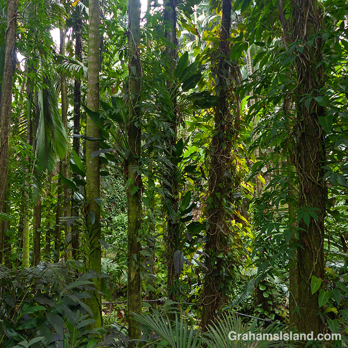 Tropical foliage at Hawaii Tropical Bioreserve and Garden