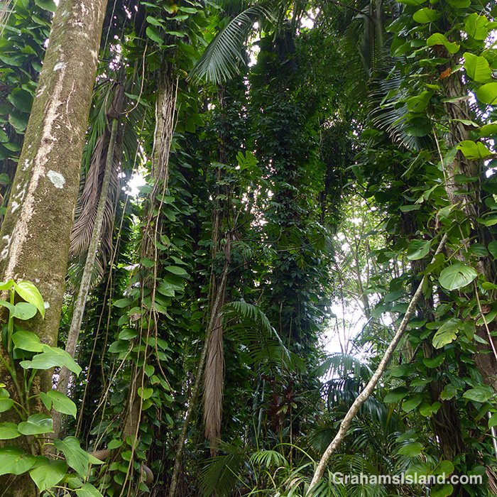 Tropical foliage at Hawaii Tropical Bioreserve and Garden