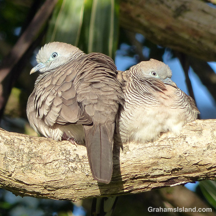 A pair of zebra doves resting on a branch