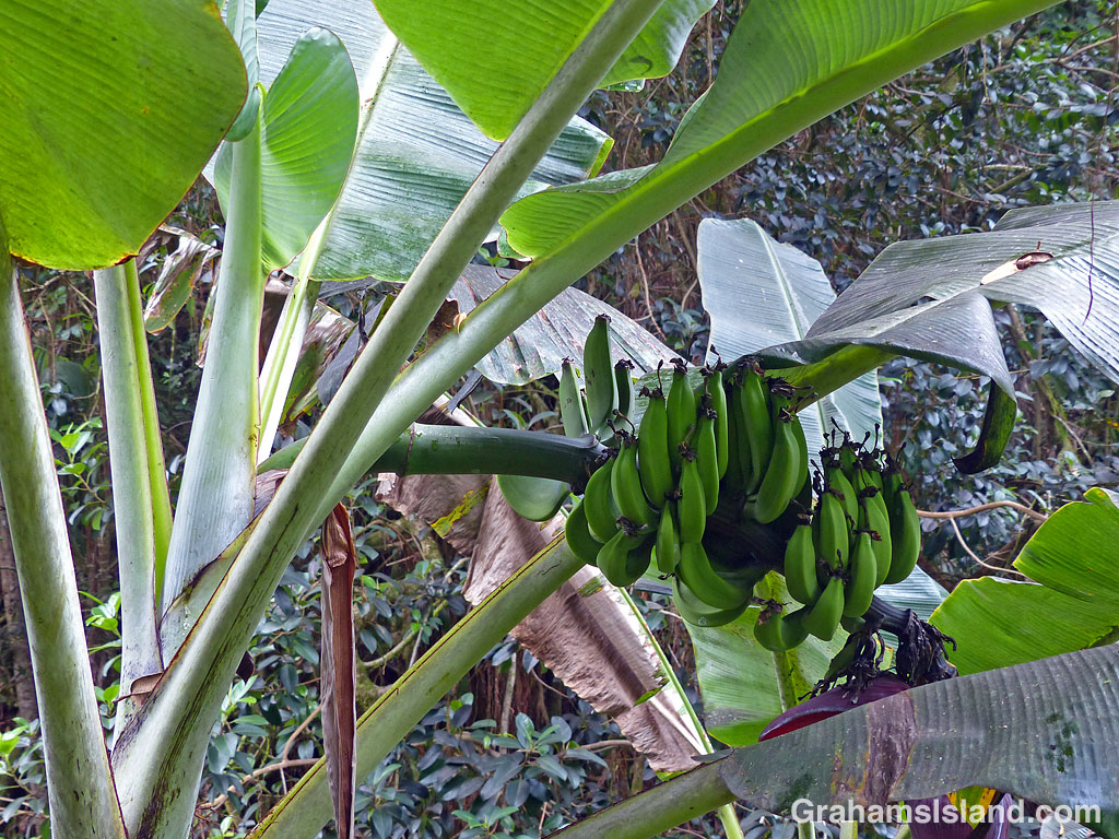 A bunch of bananas in Hawaii