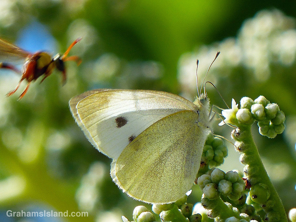 A cabbage butterfly on a tree heliotrope