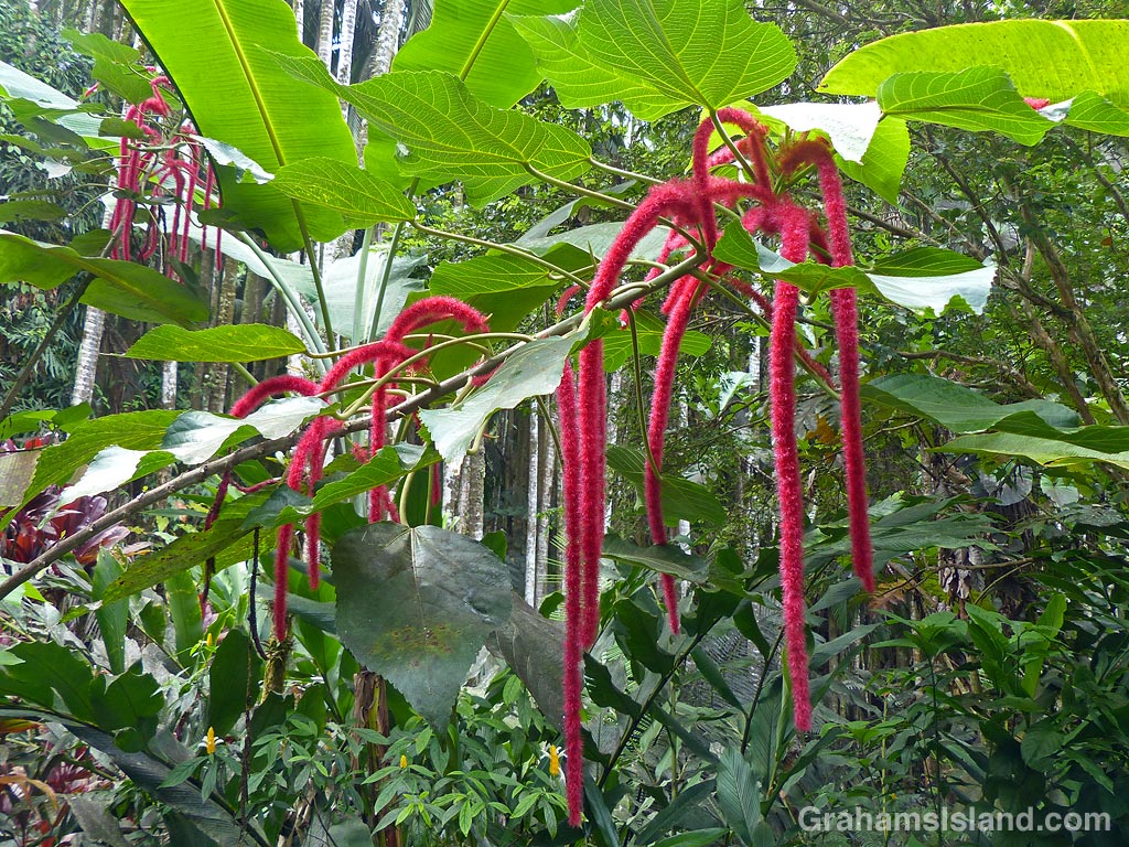 Drooping flowers of a Chenille plant (Acalypha hispida)