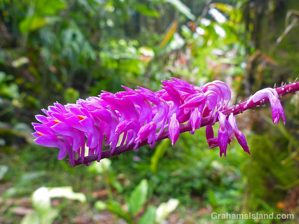 A Dendrobium secundum orchid or toothbrush orchid