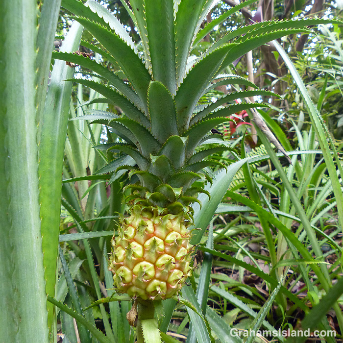 A Dwarf Pineapple in Hawaii