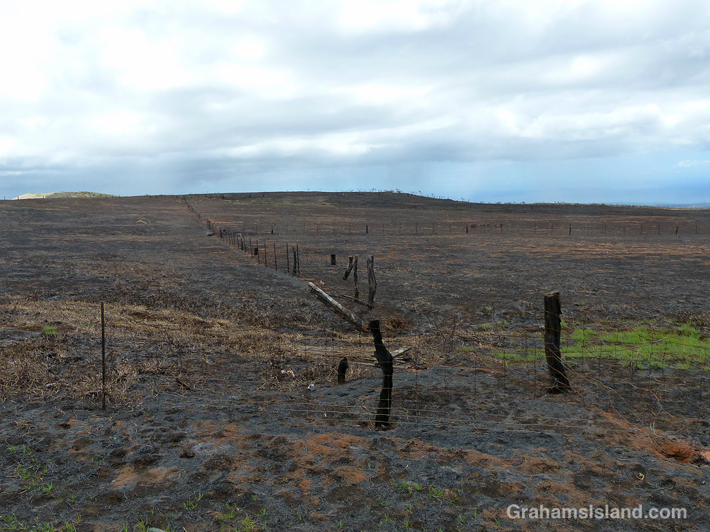 A fence line after a brush fire