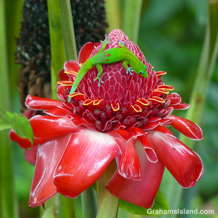 A gold dust day gecko on a torch ginger