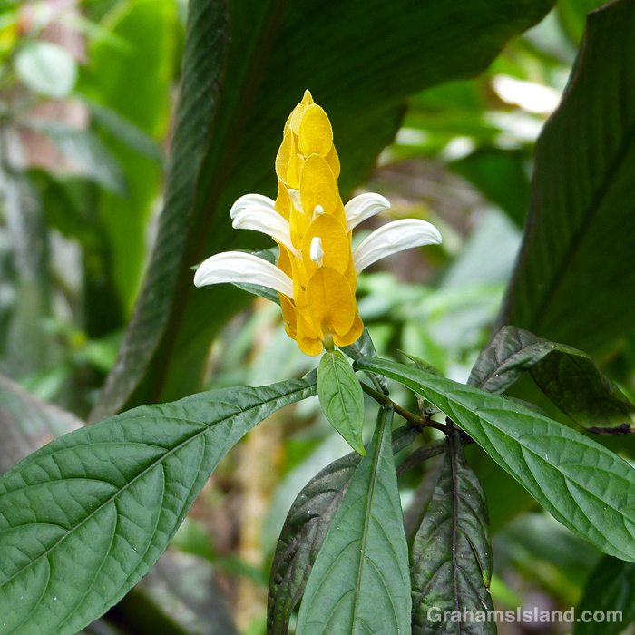 A lollipop flower in Hawaii