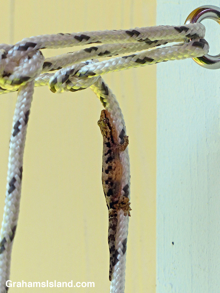 A mourning gecko clings to a washing line.