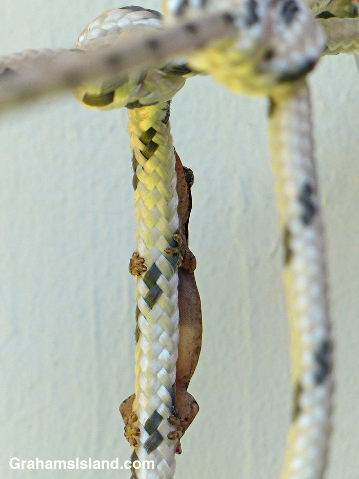 A mourning gecko clings to a washing line.